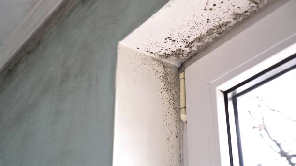 Best Certified Mold Removal  in Verona, PA