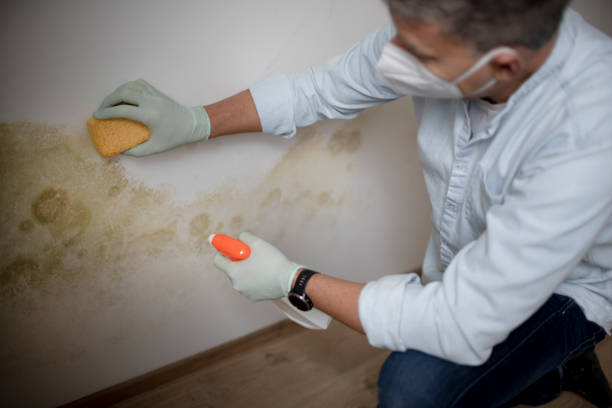 Best Commercial Mold Removal  in Verona, PA