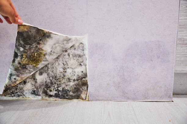 Best Professional Mold Removal  in Verona, PA